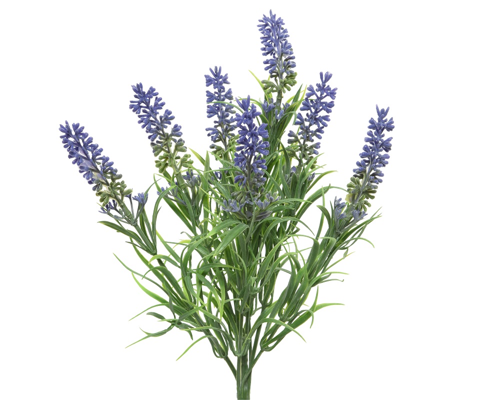 Lavendel 