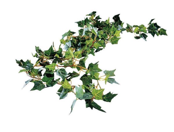 Efeugirlande, L: 170 cm